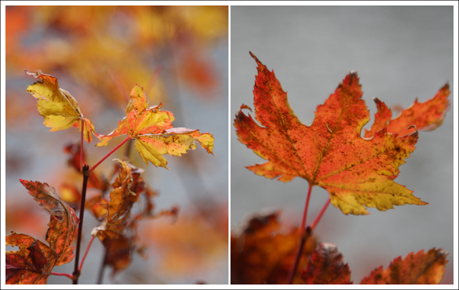 Blog autumnleaves x2