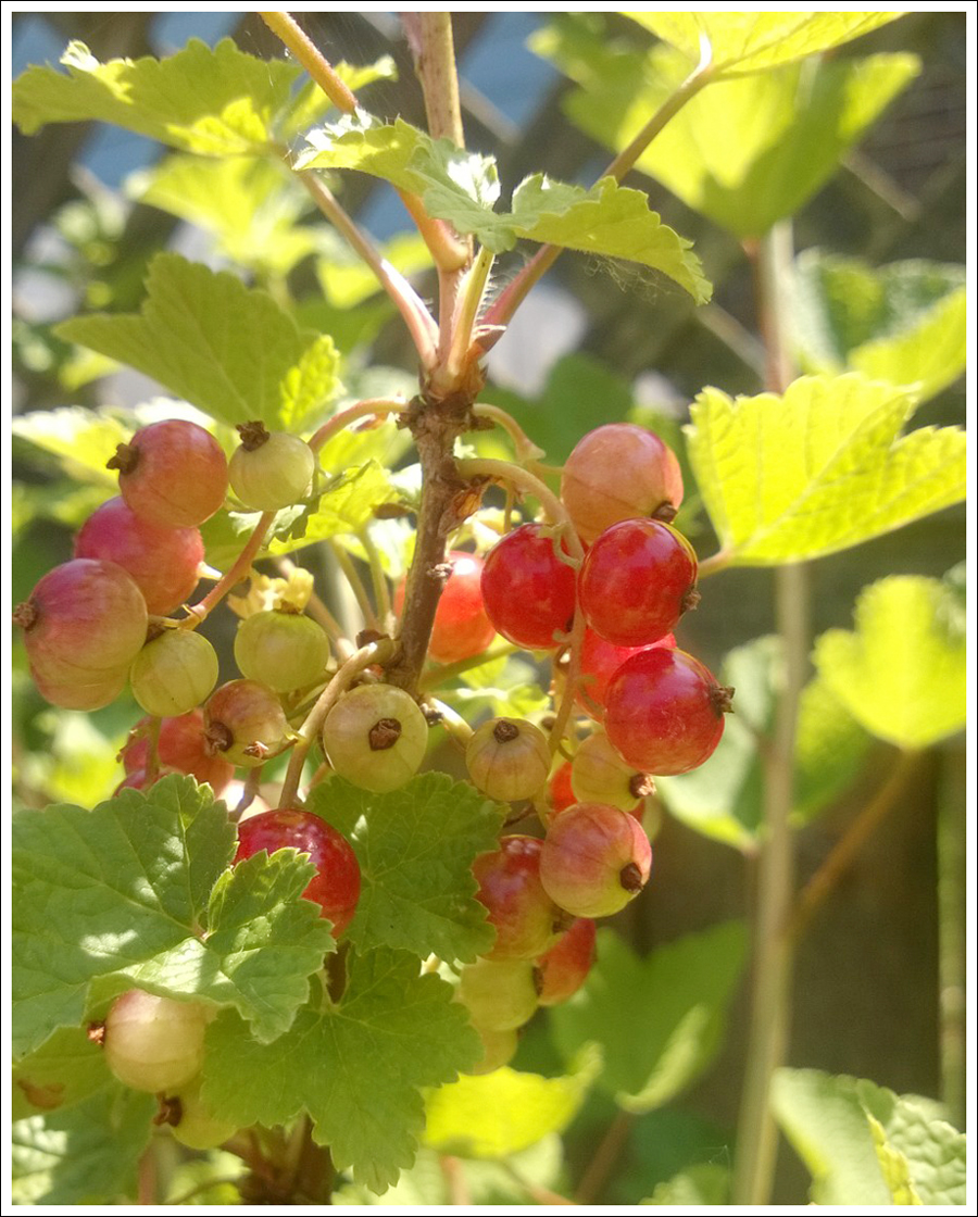Blog Red Currants