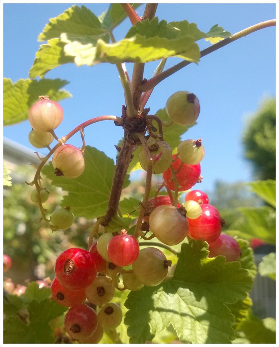 Blog Red Currants2