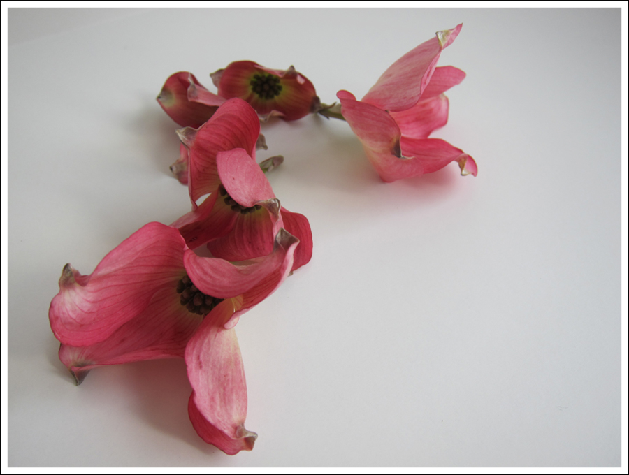 blog dogwood flowers blog