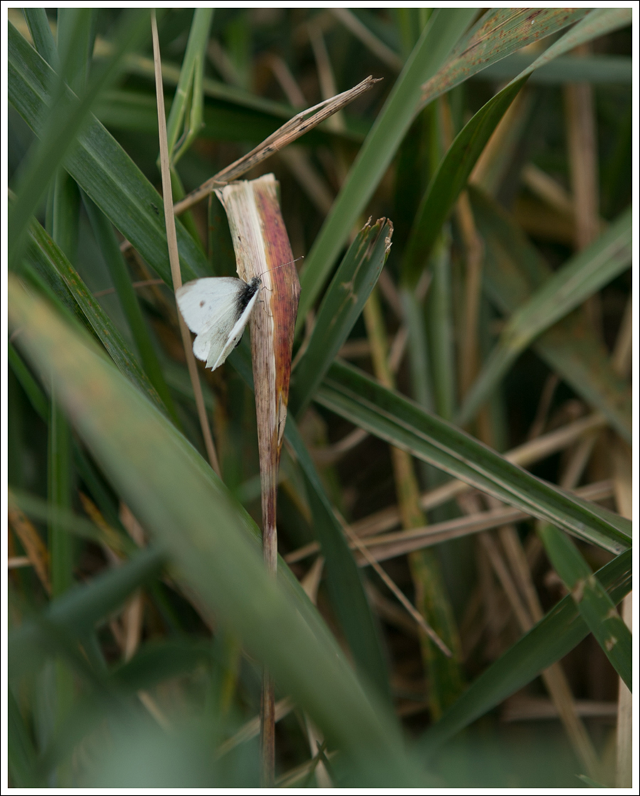 Blog Toddler Levis Jacket Gapkids floral dot romper Red Gingham Keds-8