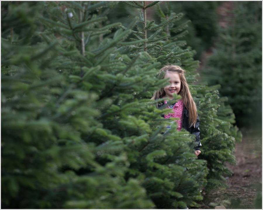 Blog Trinity Tree Farm-2