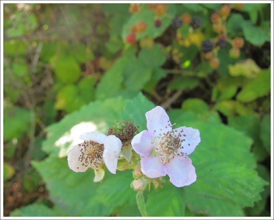 Blackberries july 2016 for blog (1)