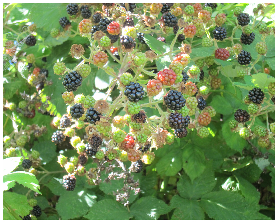 Blackberries july 2016 for blog (2)