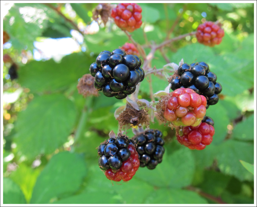 Blackberries july 2016 for blog (3)