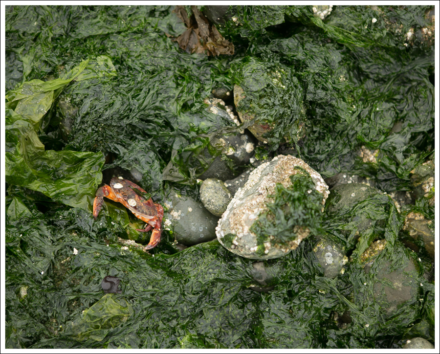 Blog Lincoln Park Low Tide-8